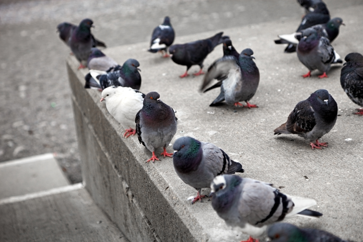 pigeons en ville
