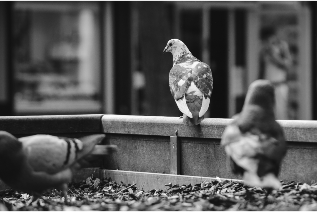 pigeons errant en ville