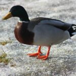 Meilleurs nichoirs pour canards