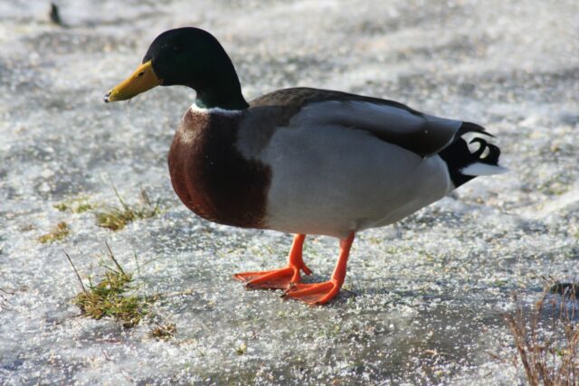 Meilleurs nichoirs pour canards