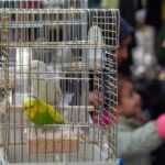 cages pour les perroquets