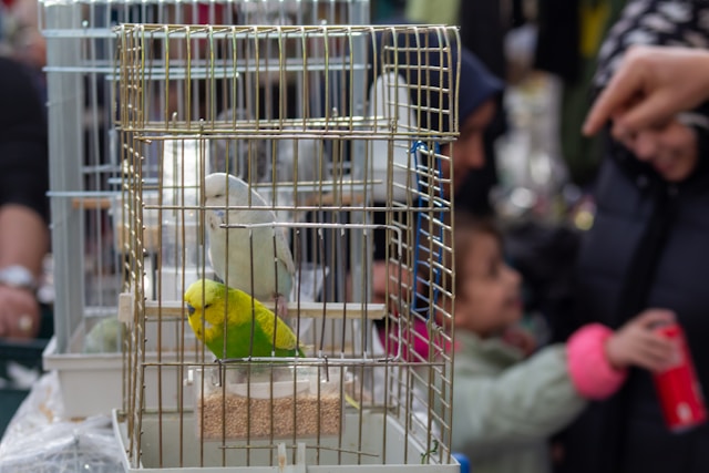 cages pour les perroquets