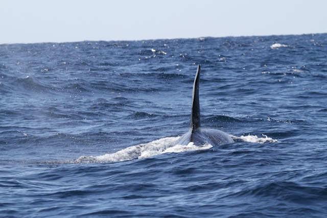 faune marine australienne