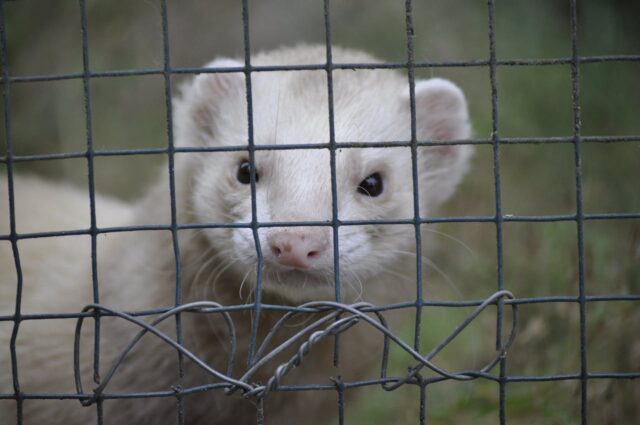 cage des furets