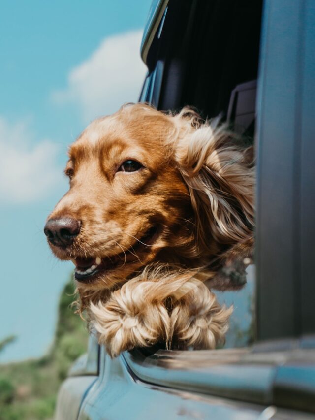 la sécurité de votre animal en voiture