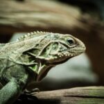 soins spécifiques aux reptiles