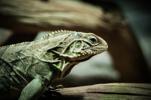 soins spécifiques aux reptiles