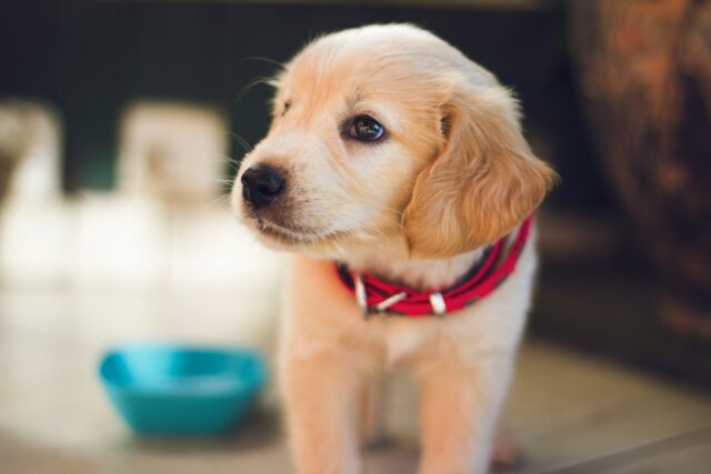 réussir l'adoption d'un animal