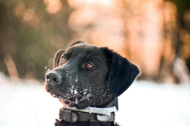 les chiens comme meilleurs amis de l'homme