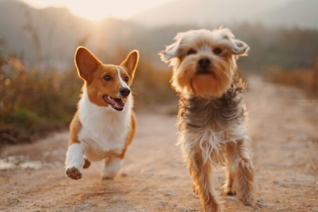 aliments pour chien