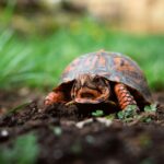 animaux de compagnie