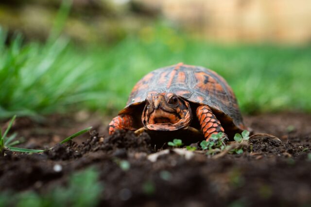 animaux de compagnie