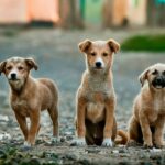 l'anxiété de séparation chez les chiens