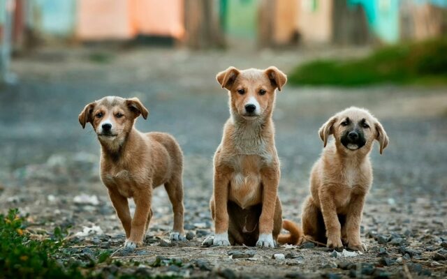 l'anxiété de séparation chez les chiens